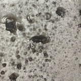 Lichen on Clear Sample