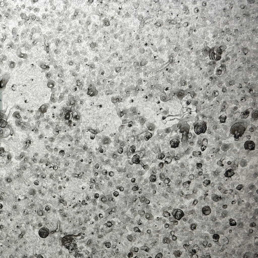 Lichen on Clear Sample