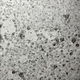 Lichen on Clear Sample